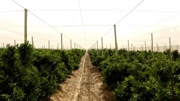 田园和葡萄园 具有酿酒业和农业背景 有可持续园艺土地或道路的连续绿色植物 葡萄生长和农业发展 — 图库视频影像
