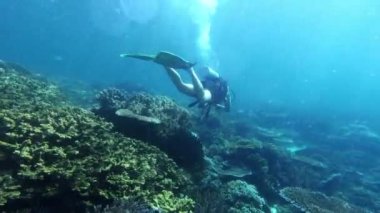 Tüplü dalış, su altında yüzme macera, mercan resifi ve derin denizde deniz yosunu. Endonezya 'da gezici, tatil ve özgürlük, deniz hayvanları veya ekosistem ve Raja Ampat' a seyahat.