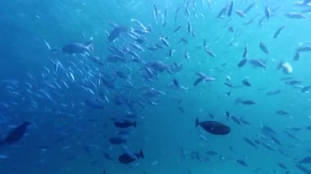Школа Рыба Купание Глубоководных Приключениях Атмосфера Отдыха Коралловом Рифе Групповое — стоковое видео