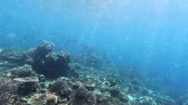 女潜水者 珊瑚和水下游泳者 海洋和野生动物或生境 水产和热带水 在印度尼西亚的鱼 冒险和自由 海洋动物或生态系统以及前往Raja Ampat — 图库视频影像