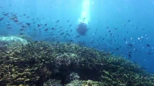 スキューバダイバー サンゴ礁 野生生物 生息地 水族館 トロピカルまたは水で泳ぐ インドネシアのバタフライ魚 水中または自由 海の動物や生態系 またはラジャ — ストック動画