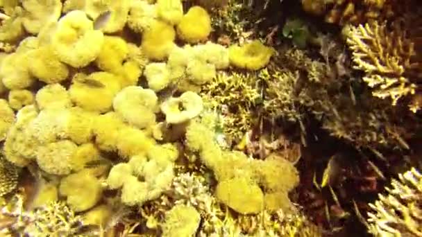 Fish Swimming Coral Reef Plants Nature Tropical Raja Ampat Indonesia — Stock Video