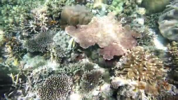 サンゴ礁 野生生物 生息地 水族館 熱帯水域で泳いでいる インドネシアの海藻 海の動物や生態系 ラジャ アムパットへの旅行 — ストック動画