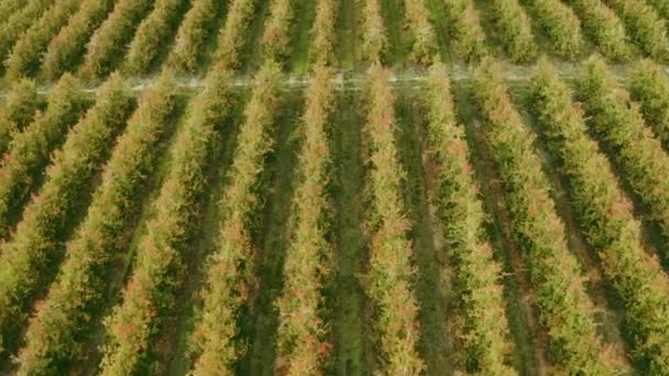 Vinha Drone Agricultura Com Campo Fazenda Para Sustentabilidade Natureza Meio — Vídeo de Stock