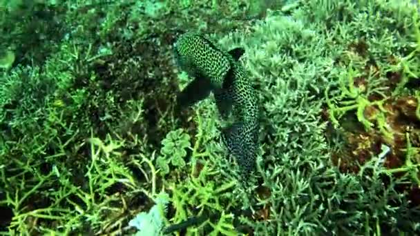 Ikan Karang Dan Berenang Karang Laut Dan Satwa Liar Atau — Stok Video