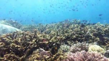 Balık, mercan ve resif, okyanus ve vahşi yaşam ya da yaşam alanı, su ve tropikal ya da suda yüzmek. Endonezya 'da deniz hayvanları, ekosistem ya da Raja Ampat' a seyahat.