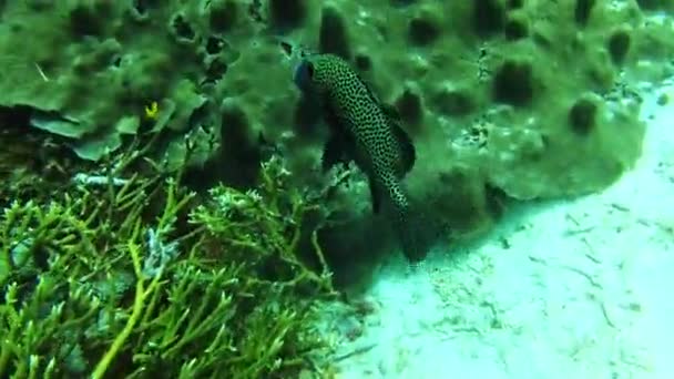 Ψάρια Κοράλλια Και Κολύμπι Υφάλους Ωκεανούς Και Άγρια Ζώα Βιότοπους — Αρχείο Βίντεο