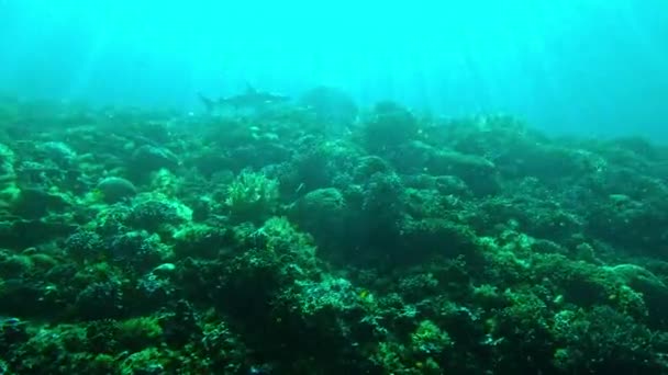 生物多样性 在海洋中游泳的鱼和带着绿色植物的Raja Ampat的鲨鱼 生态和热带探险 印度尼西亚珊瑚礁岛上的蓝海 水下动物和自然 — 图库视频影像