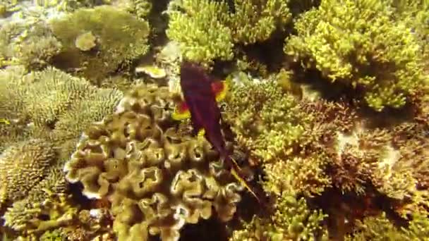 Poissons Coraux Nager Dans Les Récifs Océan Faune Habitat Aquatiques — Video