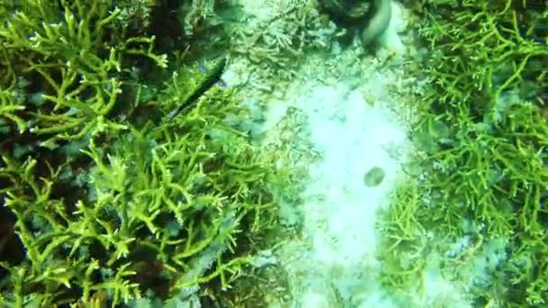 Риби Корали Плавання Рифі Океані Дикій Природі Або Середовищі Існування — стокове відео