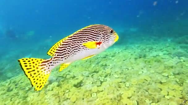 Ψάρια Κολύμπι Και Κοραλλιογενή Ύφαλο Στην Τροπική Φύση Raja Ampat — Αρχείο Βίντεο