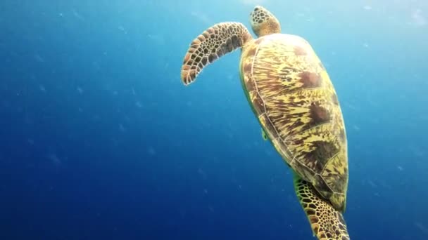 Tartaruga Nuoto Corrente Ambiente Naturale Posizione Esplorare Avventura Subacquea Tropicale — Video Stock