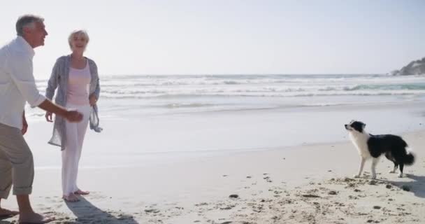 Senior Pareja Perro Playa Con Juego Vinculación Aire Libre Para — Vídeo de stock