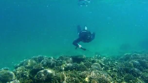 Coral Mujer Buceando Océano Pescando Bajo Agua Raja Ampat Biodiversidad — Vídeos de Stock