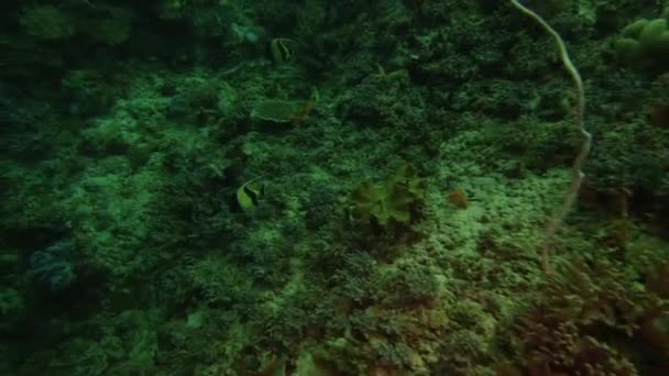 Ψάρια Κοράλλια Κολύμπι Νερό Ωκεανό Άγρια Ζώα Ενδιαιτήματα Υδρόβιους Τροπικούς — Αρχείο Βίντεο