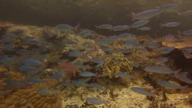Suyun altındaki balıklar, okyanus ve mercan resifleri dalış macerası, seyahat ve tatilde. Raja Ampat Endonezya 'da doğa ya da akvaryum yaşamı için denizde yüzen makas kuyruklu piyade okulu..