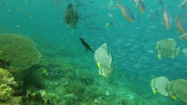 Ψάρια Υποβρύχια Ωκεανός Και Κοραλλιογενή Ύφαλο Υπόβαθρο Στην Περιπέτεια Καταδύσεις — Αρχείο Βίντεο