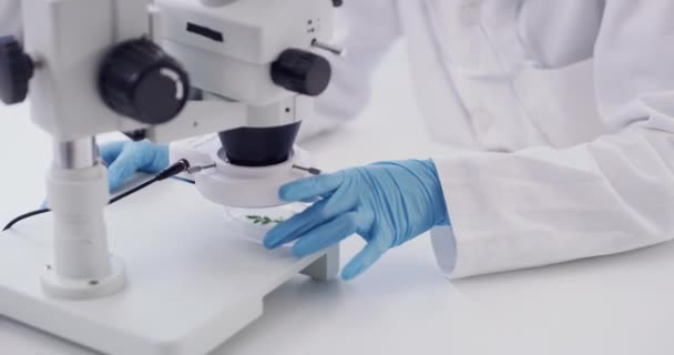 Main Personne Scientifique Laboratoire Échantillon Plante Avec Enquête Microscope Vérification — Video