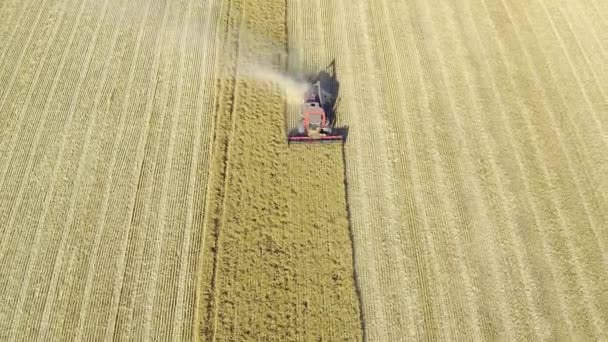 屋外のトラクター 機械および空気小麦かトウモロコシ分野の農場および農業装置 持続可能性 植物のためのハーベスターを組み合わせたドローン 生産および栽培 — ストック動画