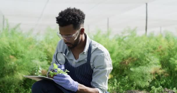 Uomo Agricoltore Lente Ingrandimento Tablet Scienza Vegetale Analizzare Crescita Sviluppo — Video Stock