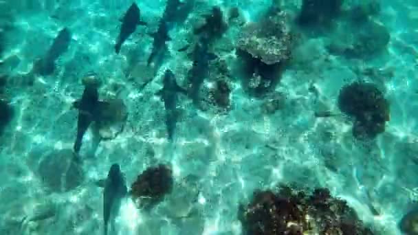 スキューバダイビングの冒険 休暇のための魚 水中およびサンゴ礁の背景のグループ 海洋生物 深い青い海と自然 南アフリカの上の熱帯または水族館で泳ぐ — ストック動画