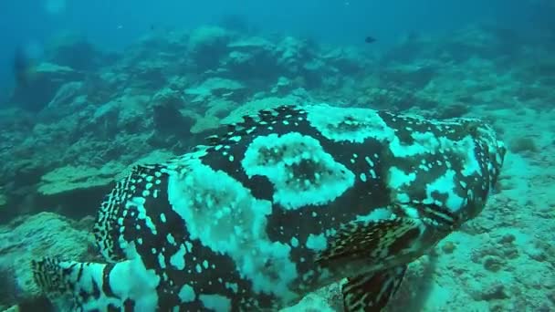Ryby Pod Vodou Moře Korálové Útesy Pro Dobrodružství Ekologické Cestování — Stock video