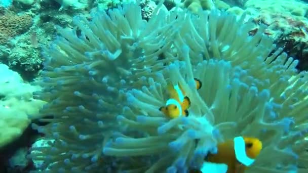 Vissen Koralen Wilde Dieren Natuur Oceaan Zwemmen Habitat Water Tropisch — Stockvideo