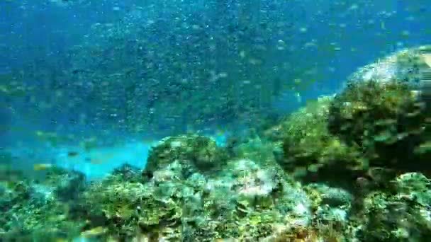 Σχολείο Ψαριών Κοραλλιογενών Υφάλων Και Άγριας Ζωής Στη Φύση Τον — Αρχείο Βίντεο