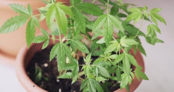 Plantas Marihuana Primer Plano Crecimiento Hogar Con Hojas Salud Ecología — Vídeos de Stock