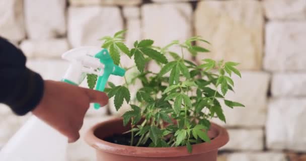 Ruka Sprej Voda Pro Konopí Rostlina Růstem Listy Zdraví Péčí — Stock video