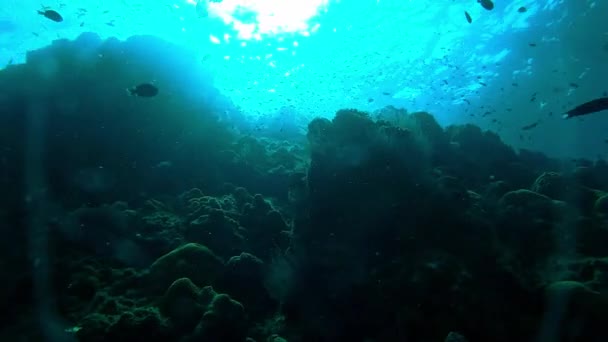 Undervatten Hav Och Fisk Som Simmar Korallrev För Vattenmiljö Ekosystem — Stockvideo