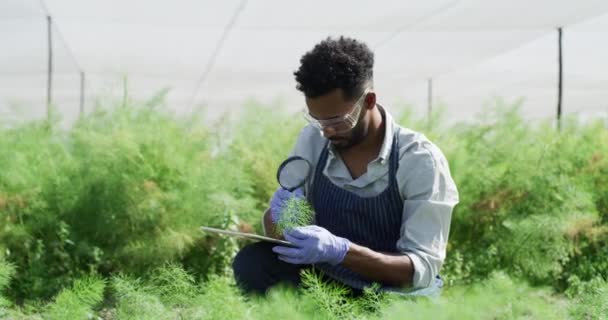 Invernadero Investigación Hombre Negro Comprobando Plantas Con Lupa Para Agricultura — Vídeo de stock
