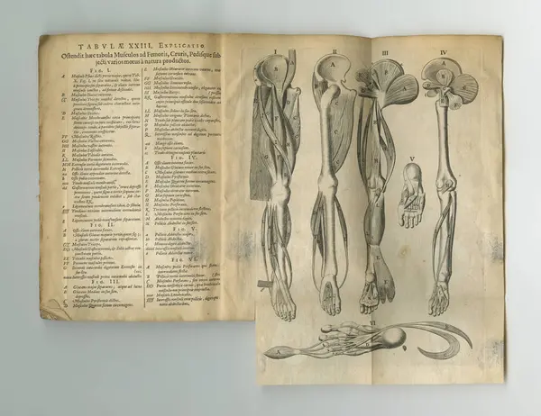 Libro Antiguo Vintage Anatomía Del Esqueleto Partes Del Cuerpo Humano — Foto de Stock