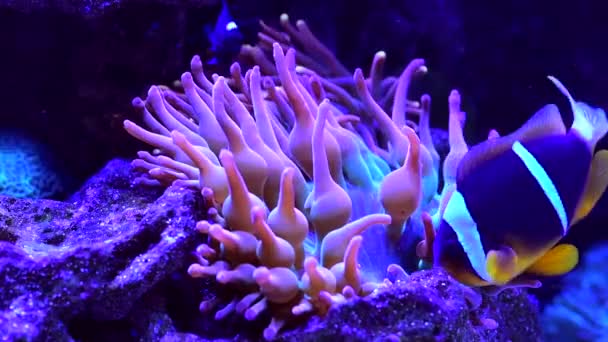 Tropical Coral Marino Peces Acuario Luz Neón Arrecife Balanceo Por — Vídeo de stock