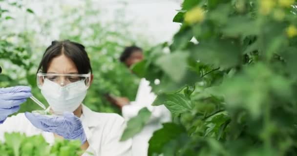 研究和科学家与可持续植物促进农业 生长和发展促进粮食研究 农业科学中的农耕 妇女和男子与显微镜下叶的医学分析 — 图库视频影像
