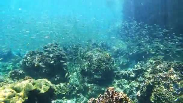 Школа Рыб Кораллов Плавания Воде Рифе Дикой Природе Среде Обитания — стоковое видео