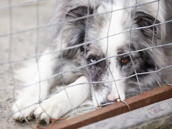 Refugio Animales Valla Triste Perro Santuario Esperando Adopción Acogida Rescate —  Fotos de Stock