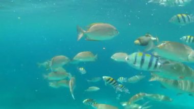 Balık sürüsü, mercan resifi ve sualtında yüzme, vahşi yaşam ve habitat veya su ve tropikal yaşam. Deniz yaşamı, çevre ve özgürlük veya egzotik, hayvan ve ekosistem veya Hint okyanusuna seyahat.