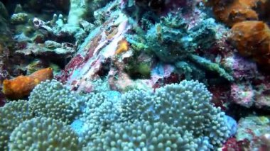 Mercan resifi, doğa ve yengeç okyanus altında su, ekosistem ve vahşi yaşam için kullanılır. Seyahat, deniz manzarası ve yüzmek için hayvanlar, doğal yaşam alanı ve Güney Afrika 'da tropikal macera.