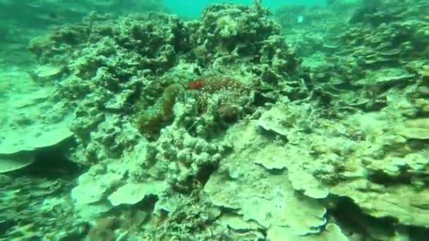 Peces Payaso Anémona Arrecife Coral Bajo Agua Océano Para Refugiarse — Vídeo de stock