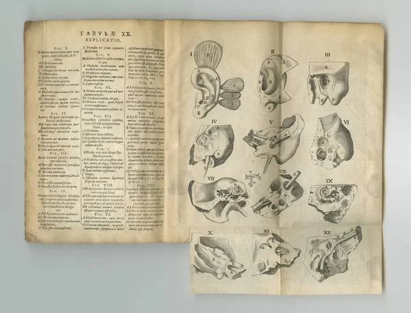 Old book, vintage and anatomy study of the ear, hearing or body parts in latin literature, manuscript or ancient scripture against a studio background. Historical novel, journal or illustrations.