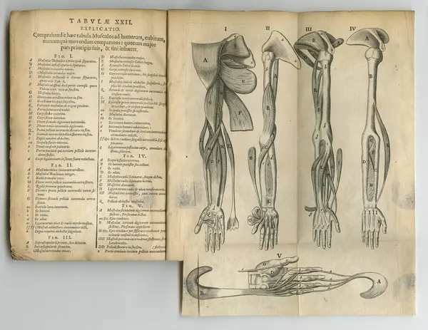 Antique medical book, ancient and drawing of arm anatomy, skeleton or bones for medicine study research. Latin language, history sketch journal and text manual for healthcare education literature.