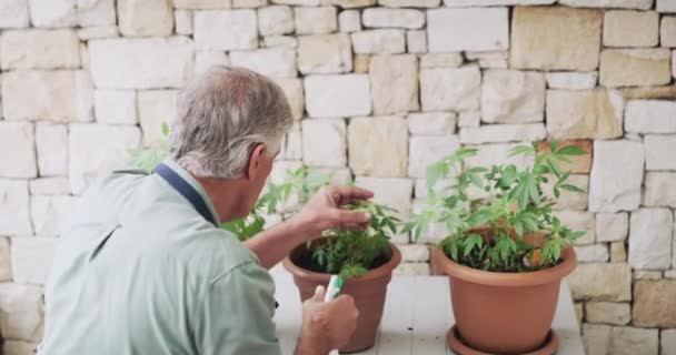 Hombre Maduro Marihuana Planta Fumigadora Para Cultivo Cannabis Cbd Natural — Vídeos de Stock