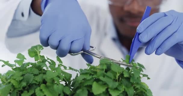 Wetenschap Onderzoek Wetenschapper Met Microscoop Planten Medische Techniek Het Laboratorium — Stockvideo