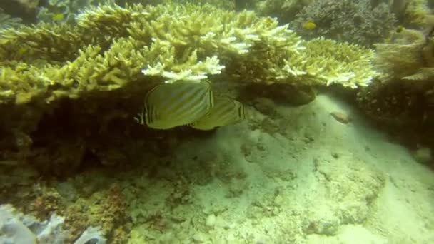 Macerayı Keşfetmek Için Mercan Resifinde Balık Doğa Sualtı Okyanusu Raja — Stok video