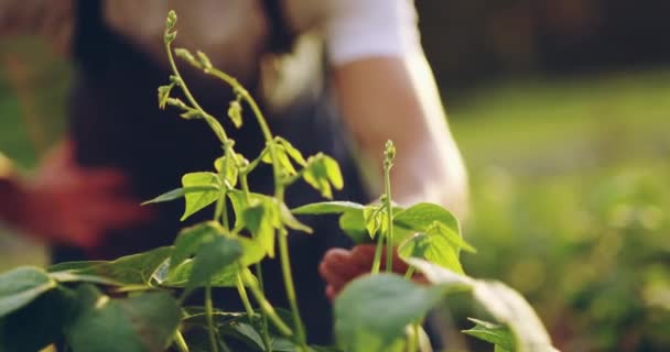 Zahradničení Člověk Myšlení Rostlin Oblasti Životního Prostředí Pole Udržitelného Podnikání — Stock video