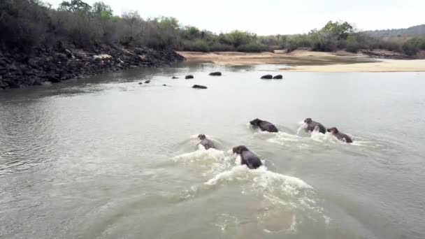 Nilpferd Drohne Und Schwimmen Wasser Oder See Zusammen Freier Natur — Stockvideo