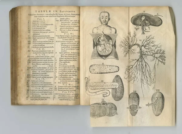 Ancient medical book, anatomy and drawing of human body, sketch or health treatment research of organ disease. Latin language, healthcare journal or kidney process diagram for medicine education info.