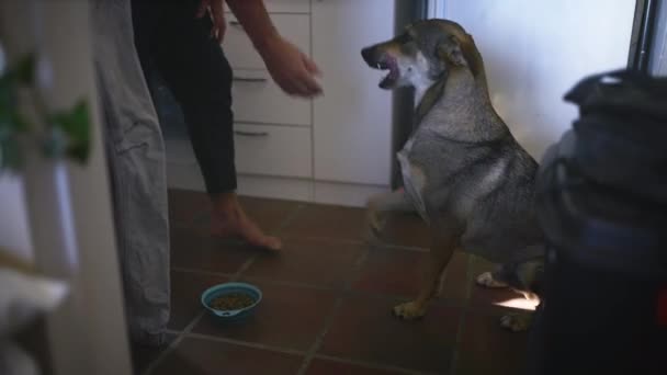 Homem Cozinha Comida Cão Casa Brincando Animal Apartamento Feliz Pronto — Vídeo de Stock