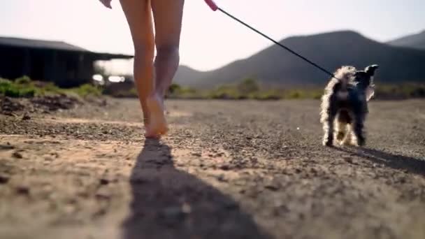 走狗和脚一起在路上 冒险或户外散步是为了健康 健康或自由 宠物或动物在绳子 皮带或领子上的街道 公园或自然粘合 照料或地面 — 图库视频影像